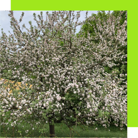 EDE_Flaechen_Obstbaum EDE_Flaechen_Obstbaum