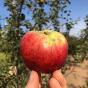 Apfel-Hessische-Tiefenblüte
